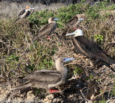 Galapagos-Tiere27.jpg